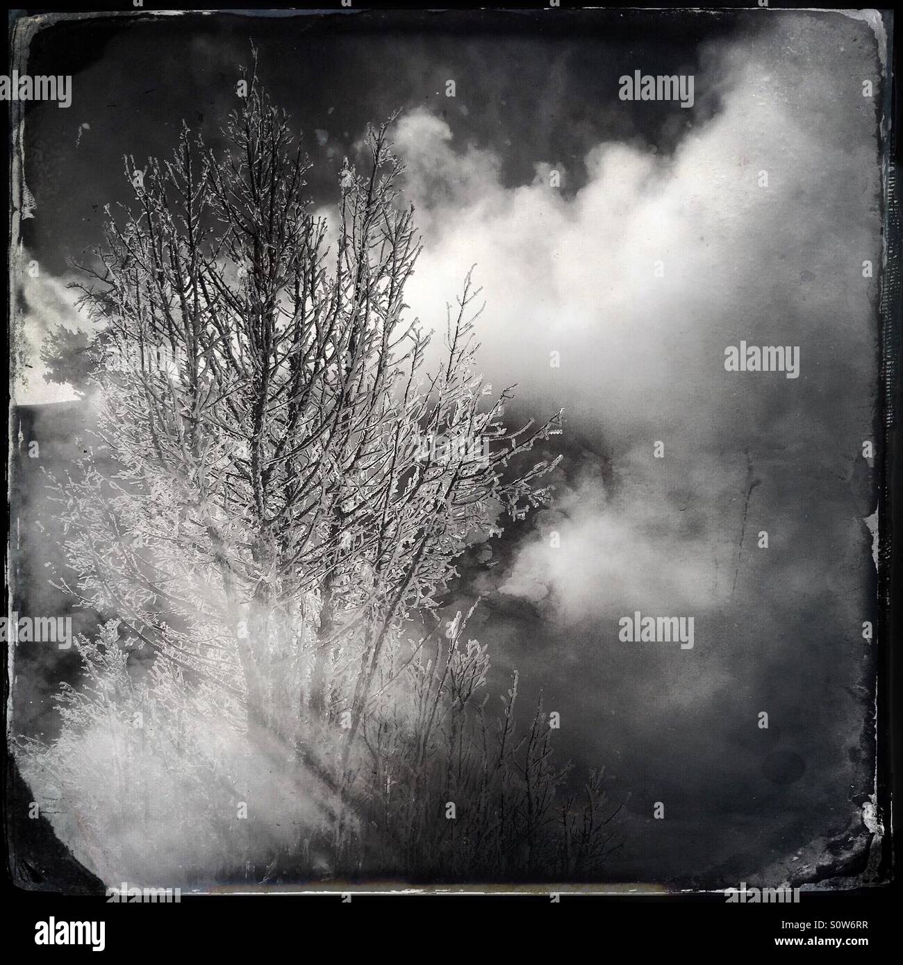 Schwarz und weiß mit Vintage Ferrotypie Behandlung von Eis bedeckt Baum in bitter kalten Winter bei Mammoth Hot Springs, Yellowstone-Nationalpark, Wyoming, USA - Smartphone-aufgenommenes Stockfoto
