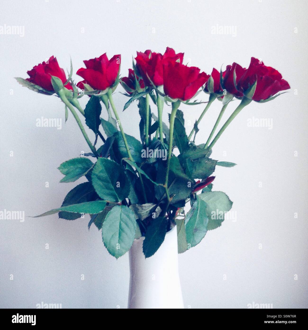 Vase mit roten Rosen - Smartphone-aufgenommenes Stockfoto
