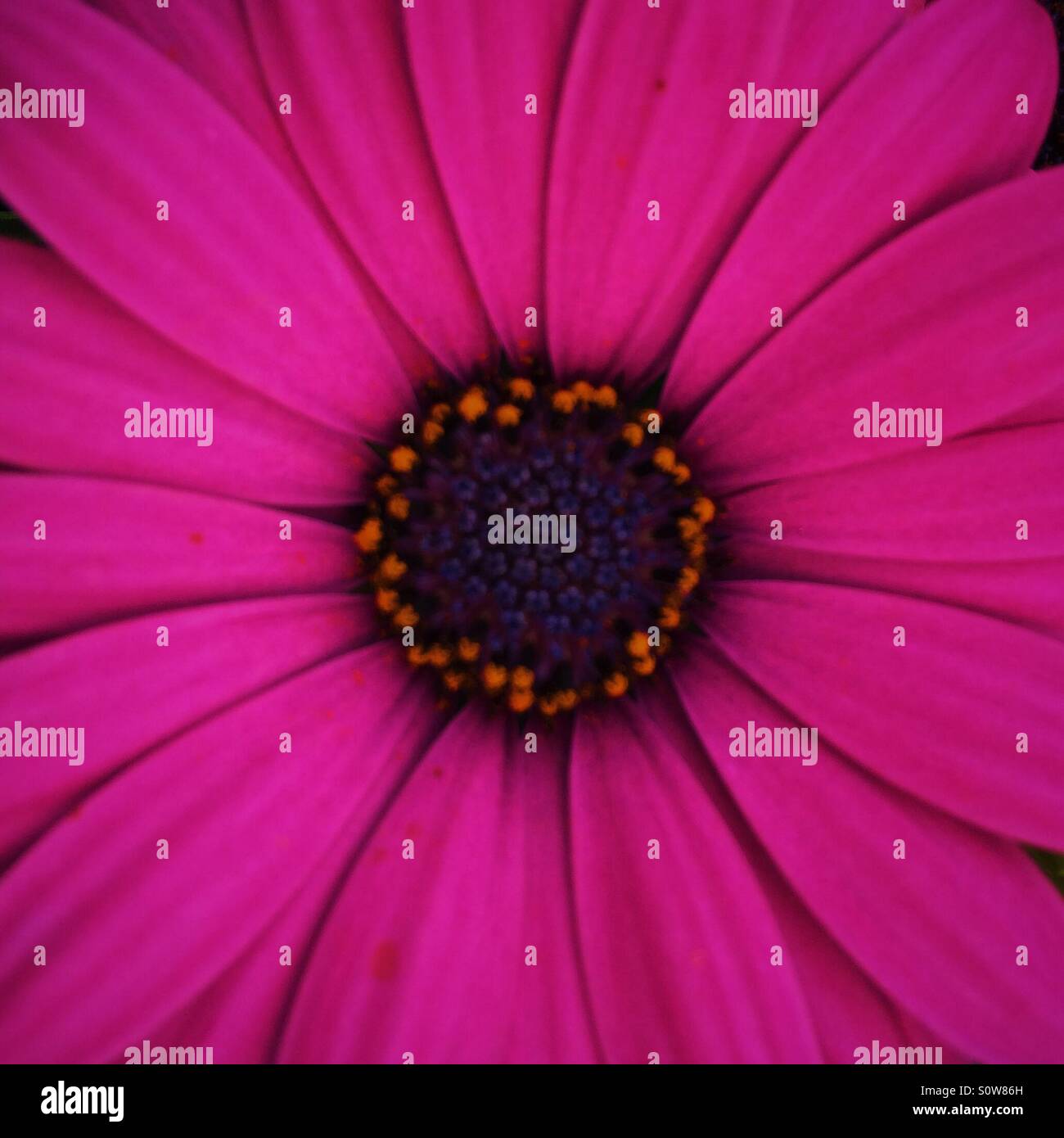 Nahaufnahme von rosa Cape Daisy Blume Stockfoto