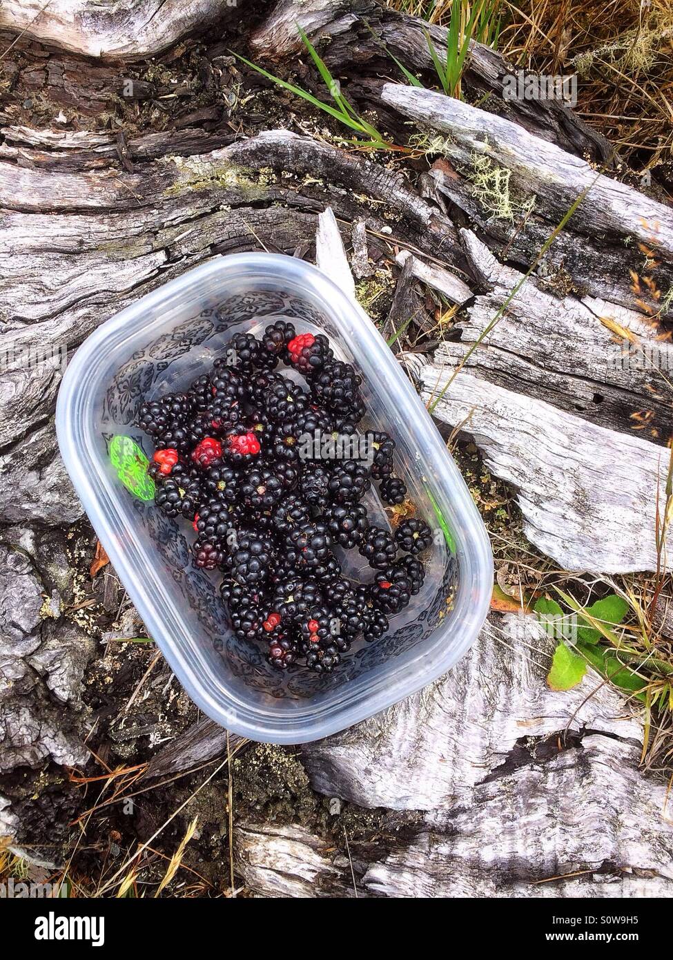 Brombeeren, die gerade in der Nähe von Queenstown, Neuseeland Stockfoto