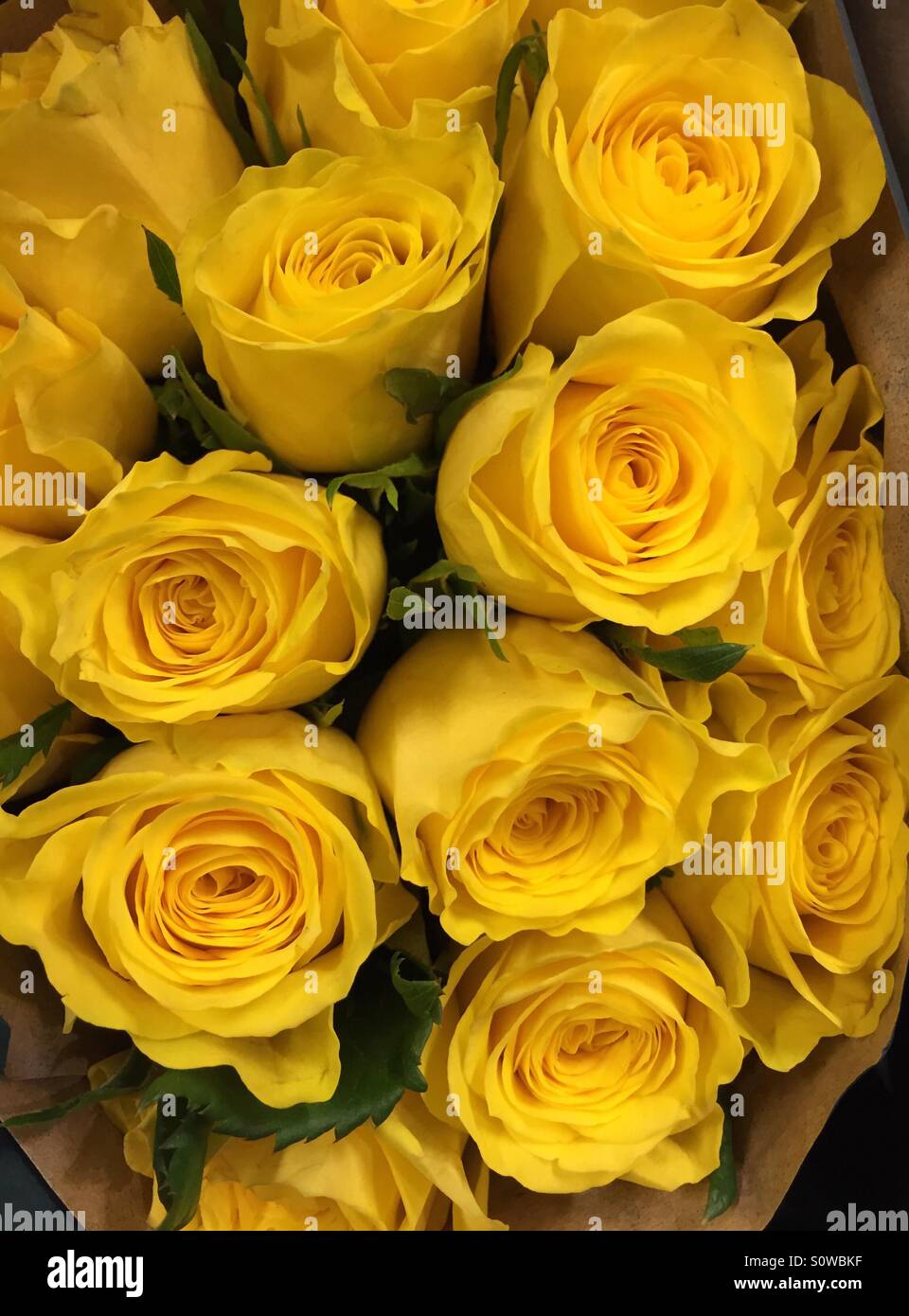 Schöne gelbe Rosen... Die Bethia Kollektion London, UK Stockfoto