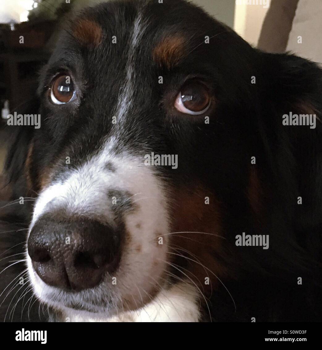 Berner Sennenhund Augen - Smartphone-aufgenommenes Stockfoto