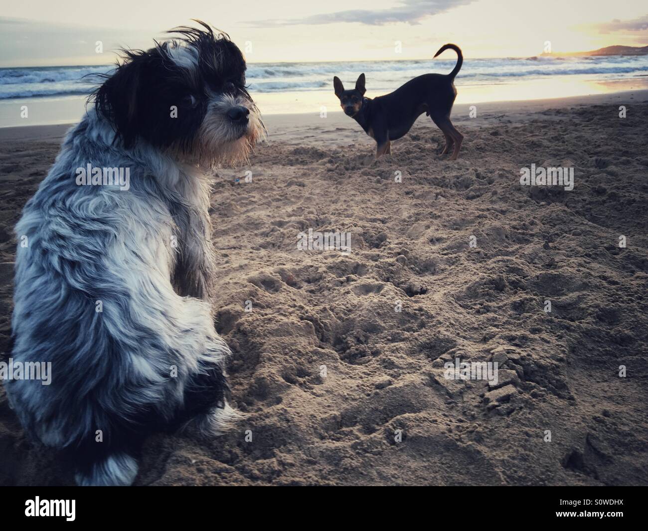 Zwei Hunde spielen am Strand Stockfoto