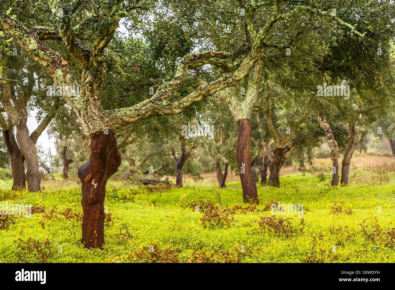 Korkeichen Landschaft Stockfoto