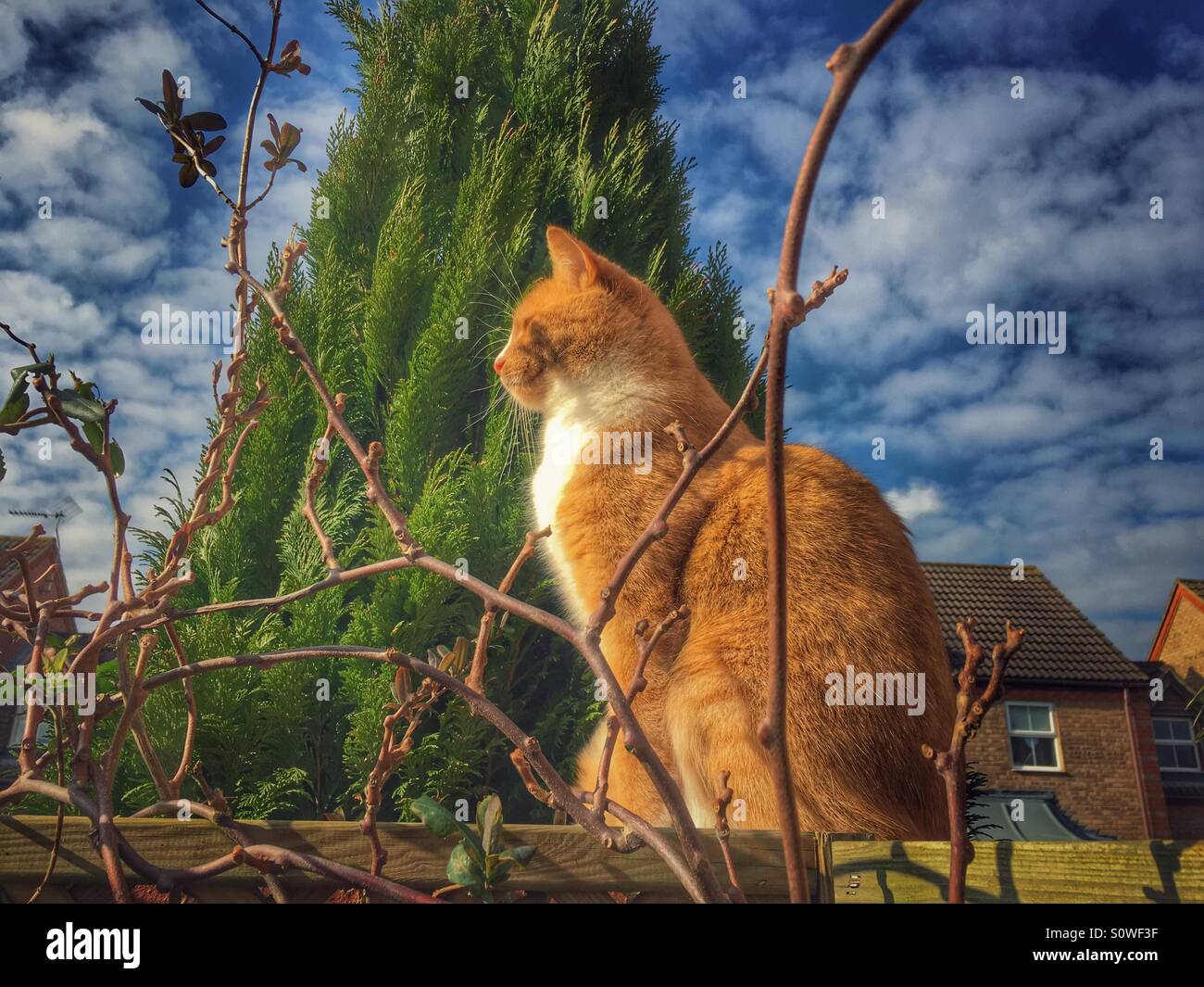 Ingwer und weiße Katze sitzt auf einer Mauer, die Wintersonne genießen Stockfoto