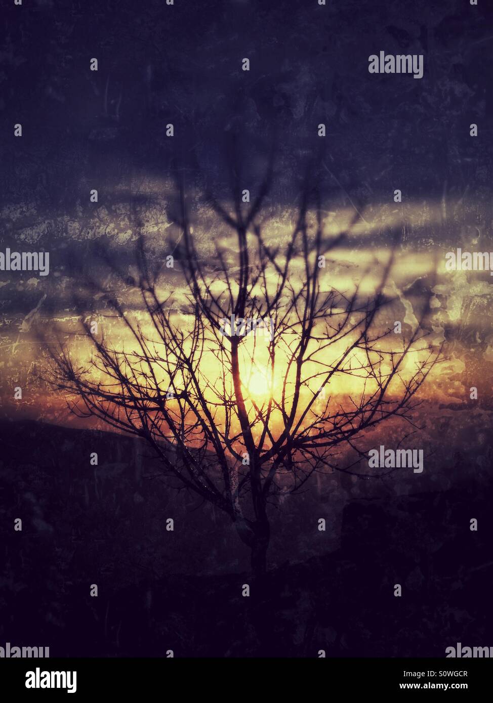 Sonnenuntergang hinter dem Baum - Smartphone-aufgenommenes Stockfoto