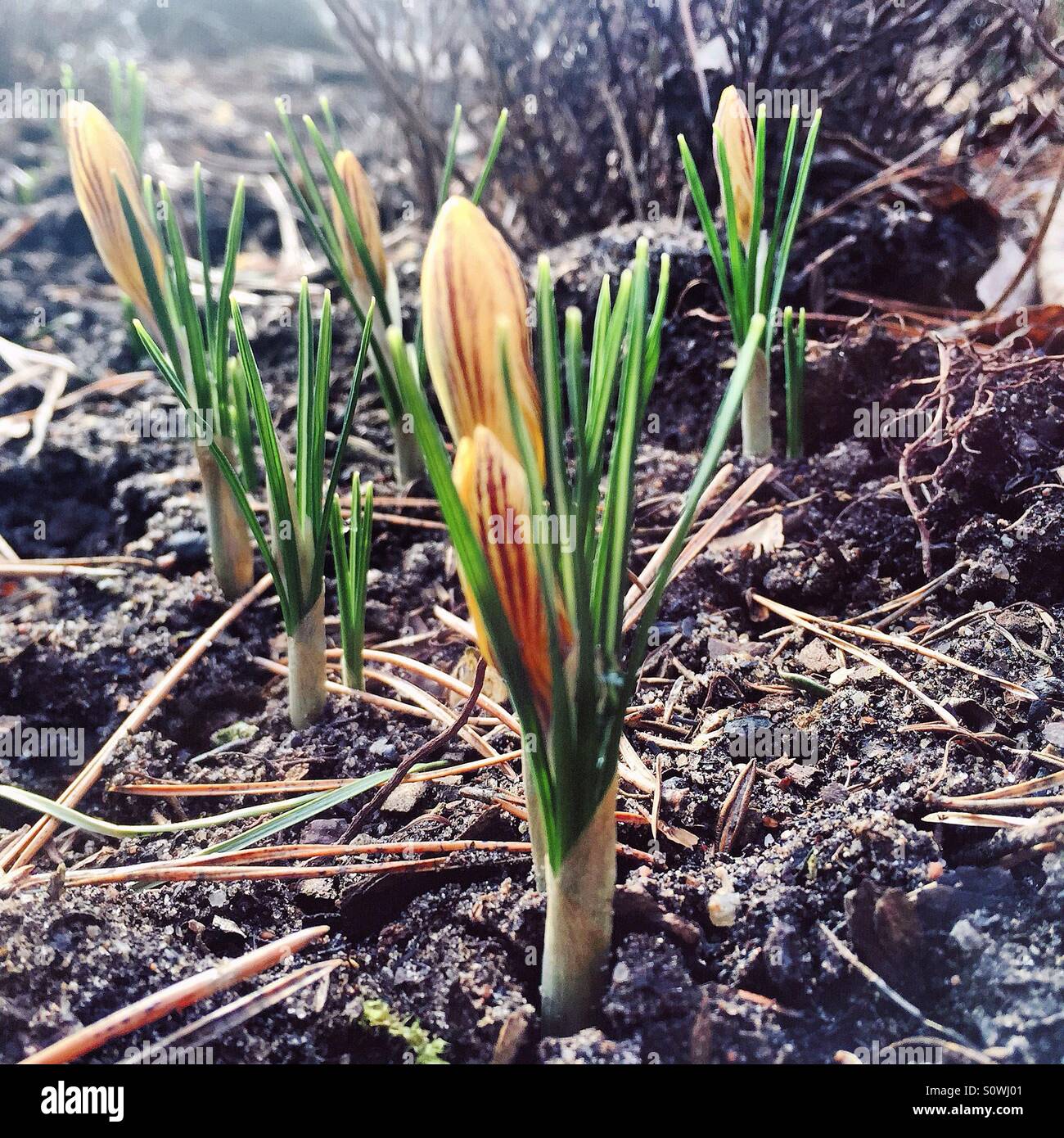 Knospen der Frühlingsblumen Stockfoto