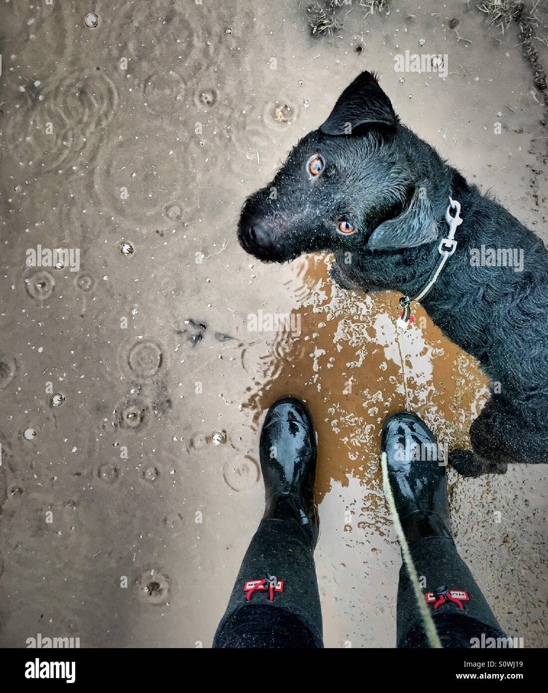 Regnerischen Tag Hund zu Fuß Stockfoto