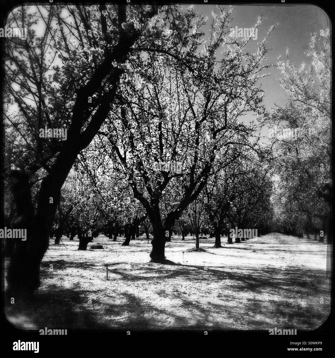 Stanislaus County, Kalifornien, USA. 24. Februar 2016. Warmes Wetter während einer Pause von der diesjährigen El Niño verursacht haben Mandelbäume blühen im Frühjahr im kalifornischen San Joaquin Valley. Stockfoto