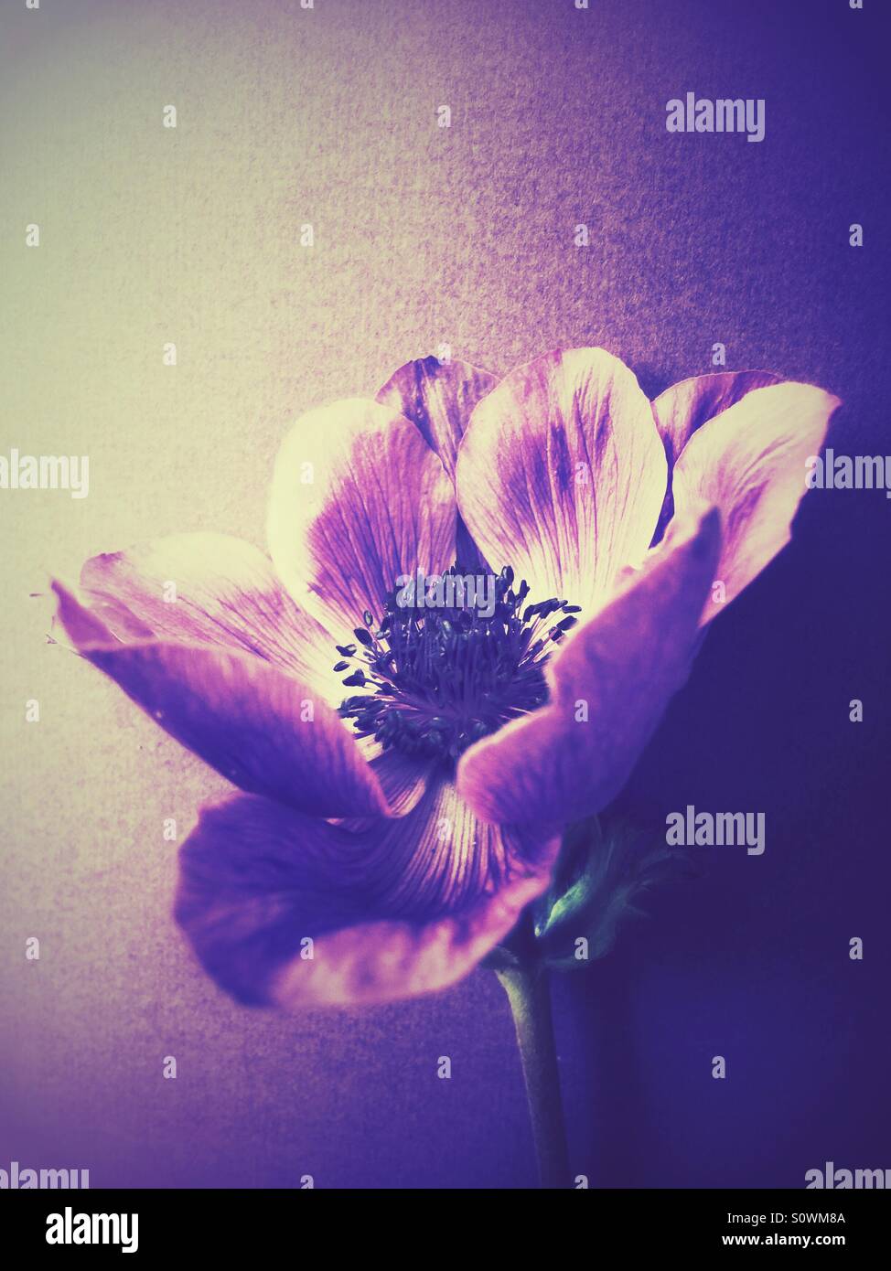 Lila Anemone mit Textfreiraum - Smartphone-aufgenommenes Stockfoto