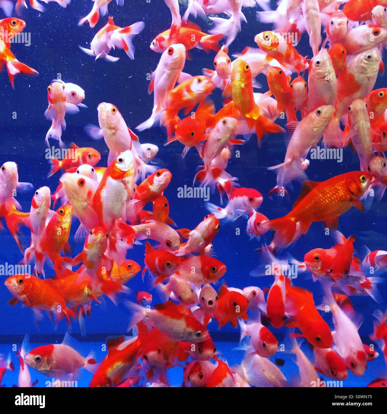 Viele Goldfische in einem großen Aquarium Stockfoto