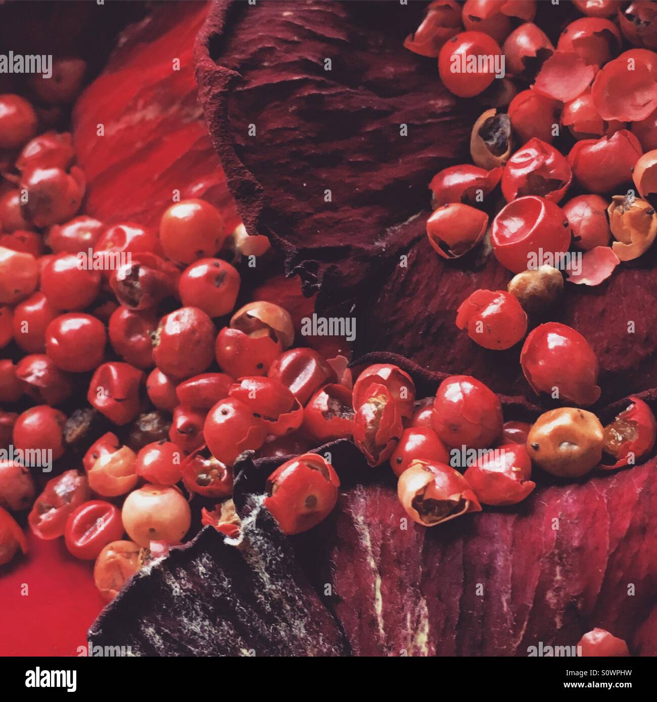 Rote Pfefferkörner mit Rosenblättern Stockfoto