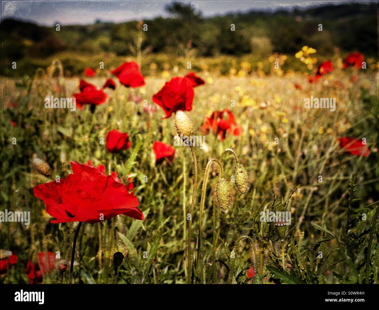 Sommerwiese mit Mohn, Hampshire, England, UK - Smartphone-aufgenommenes Stockfoto