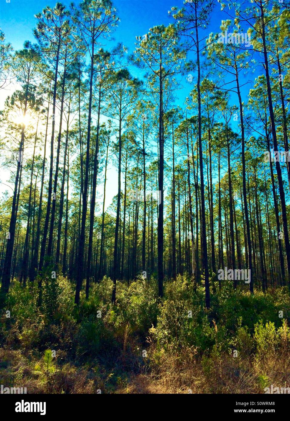 Kiefern-Turm in den Nachmittag Sonnenlicht, Osceola National Forest, Florida, Februar 2016 Stockfoto