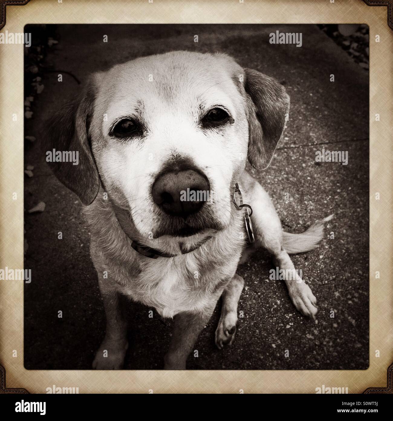Beagle-Mix-Hund - Smartphone-aufgenommenes Stockfoto