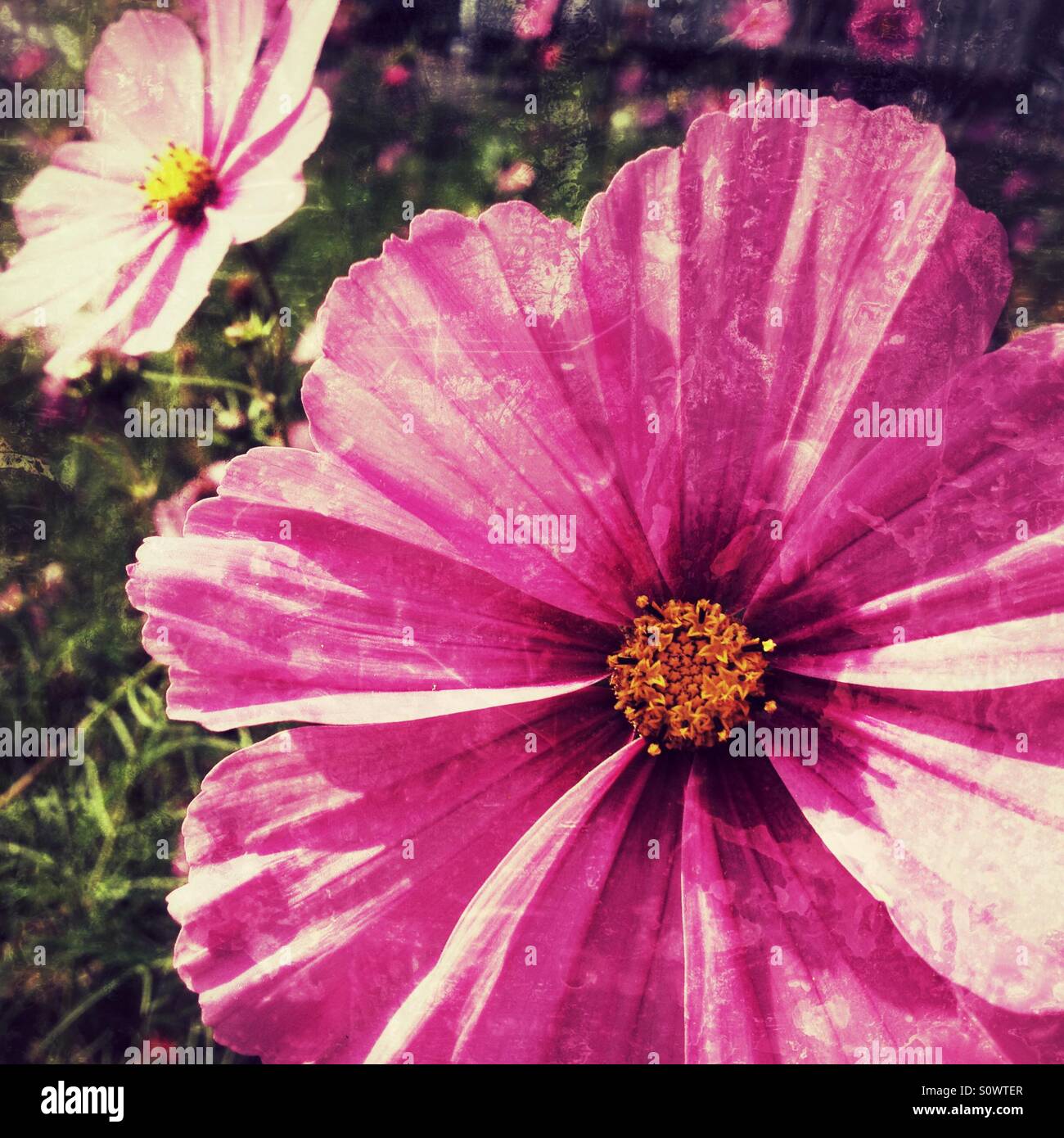 Blumen in der Sonne - Smartphone-aufgenommenes Stockfoto