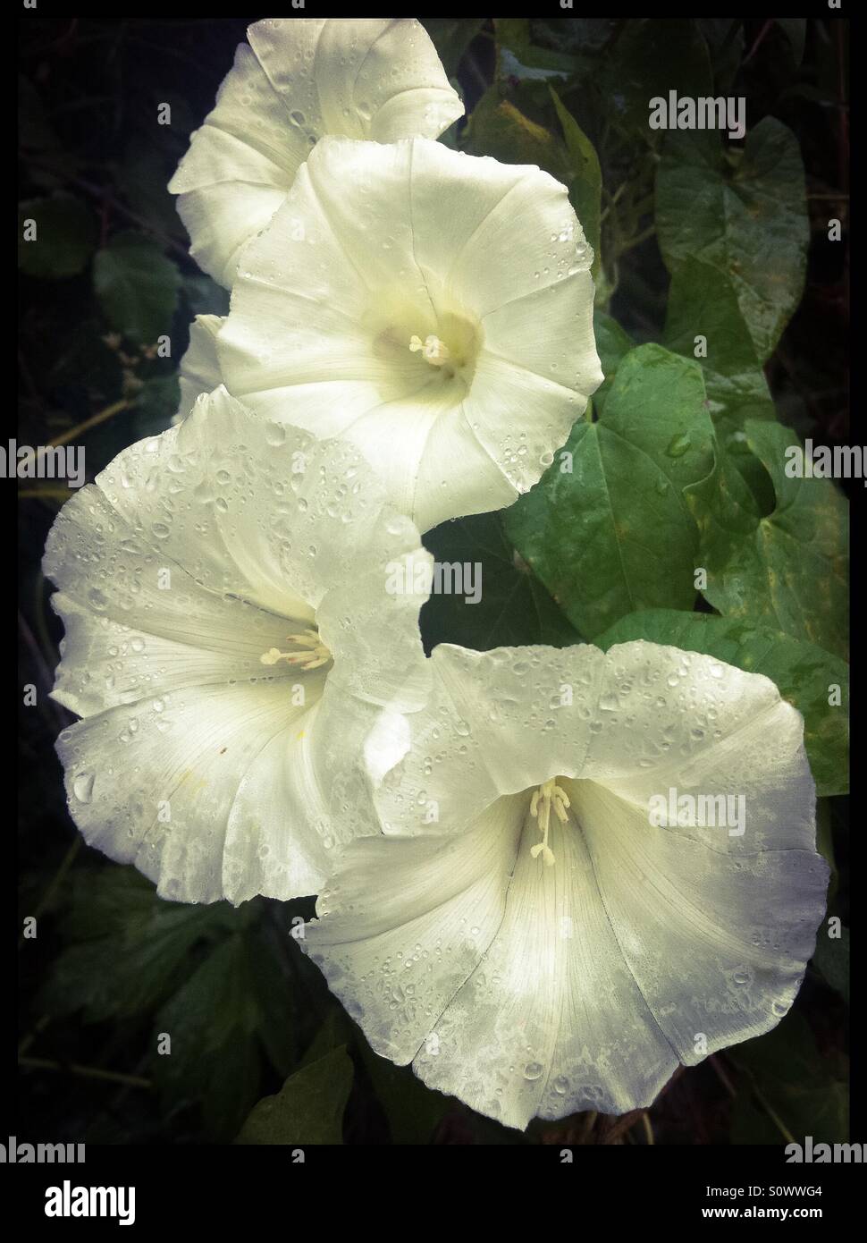 Wilde Blumen im Regen Stockfoto