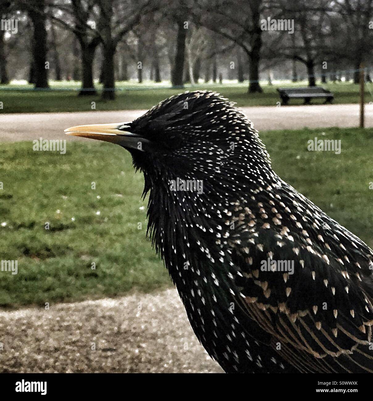 Ein Vogel im Park Stockfoto