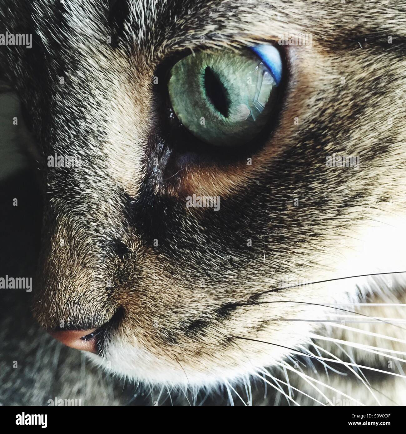 Profil von Tabby Katze mit großen Augen Stockfoto