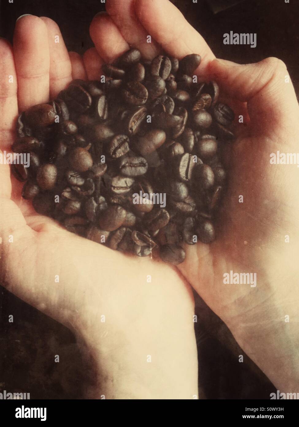 Hände voll von Kaffeebohnen Stockfoto