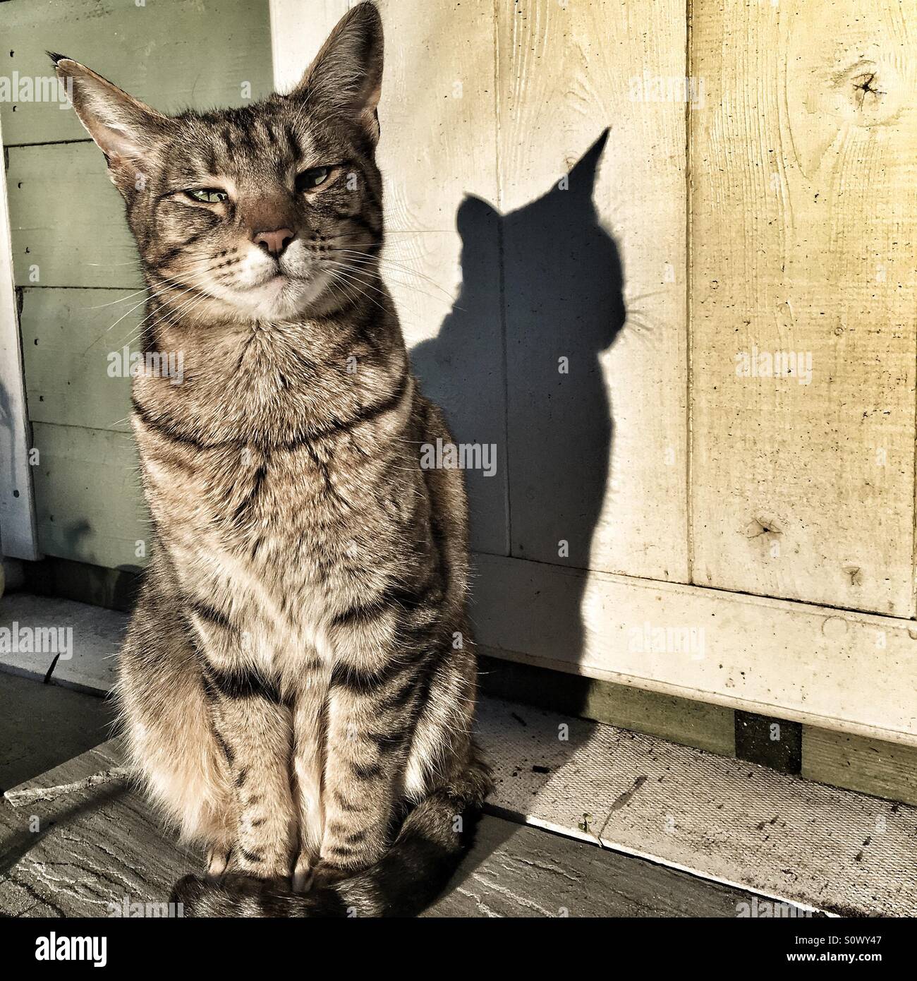 Tabby Katze saß in der Sonne mit Schatten hinter Stockfoto