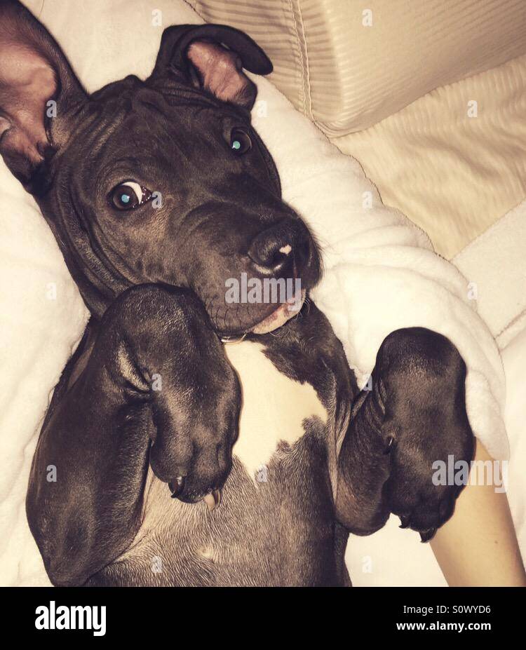 Schiefer-Pitbull Welpen Stockfoto