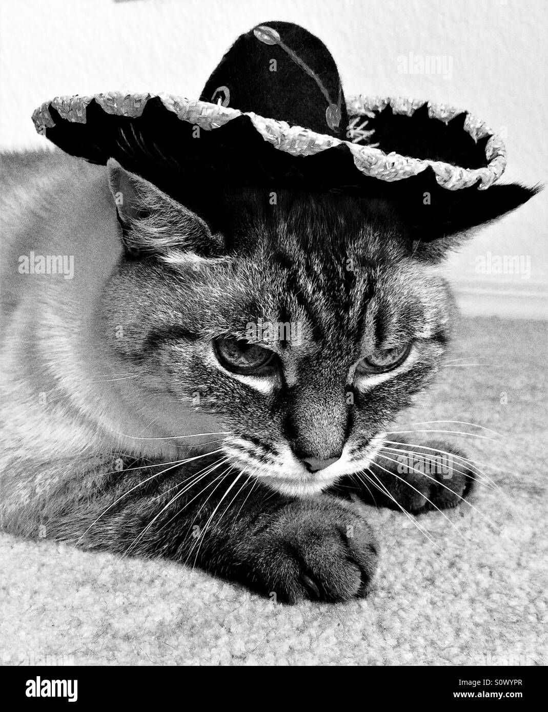 Katze tragen einen Sombrero in schwarz / weiß Stockfoto