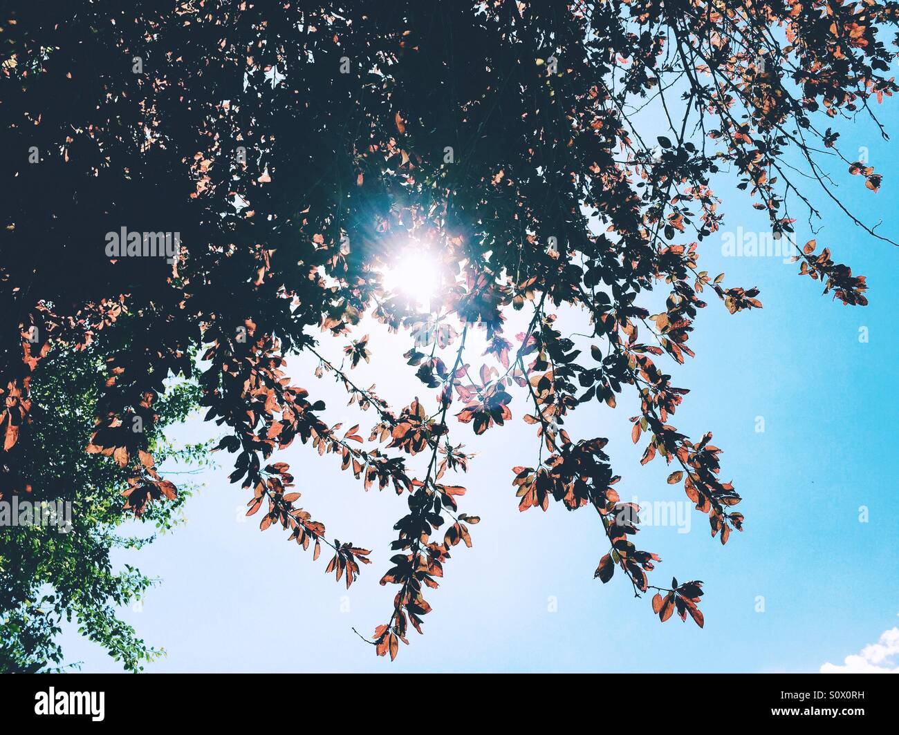 Sonnenschein durch den Baum Stockfoto