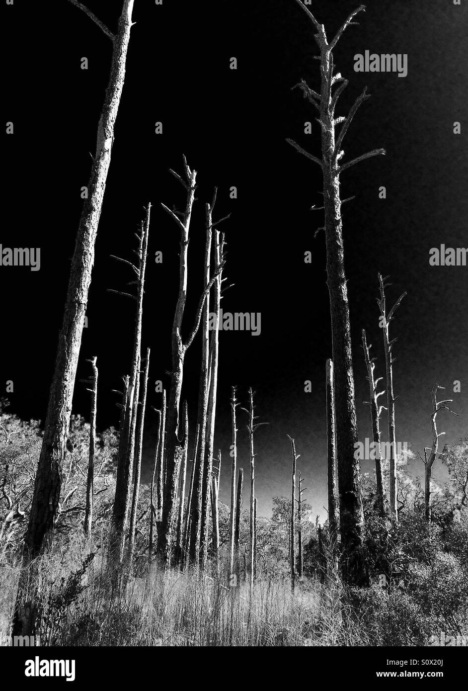 Astfreie Bäume von einem ausgebrannten Kiefernwald im Nordosten Floridas in schwarz und weiß, März 2016 Stockfoto
