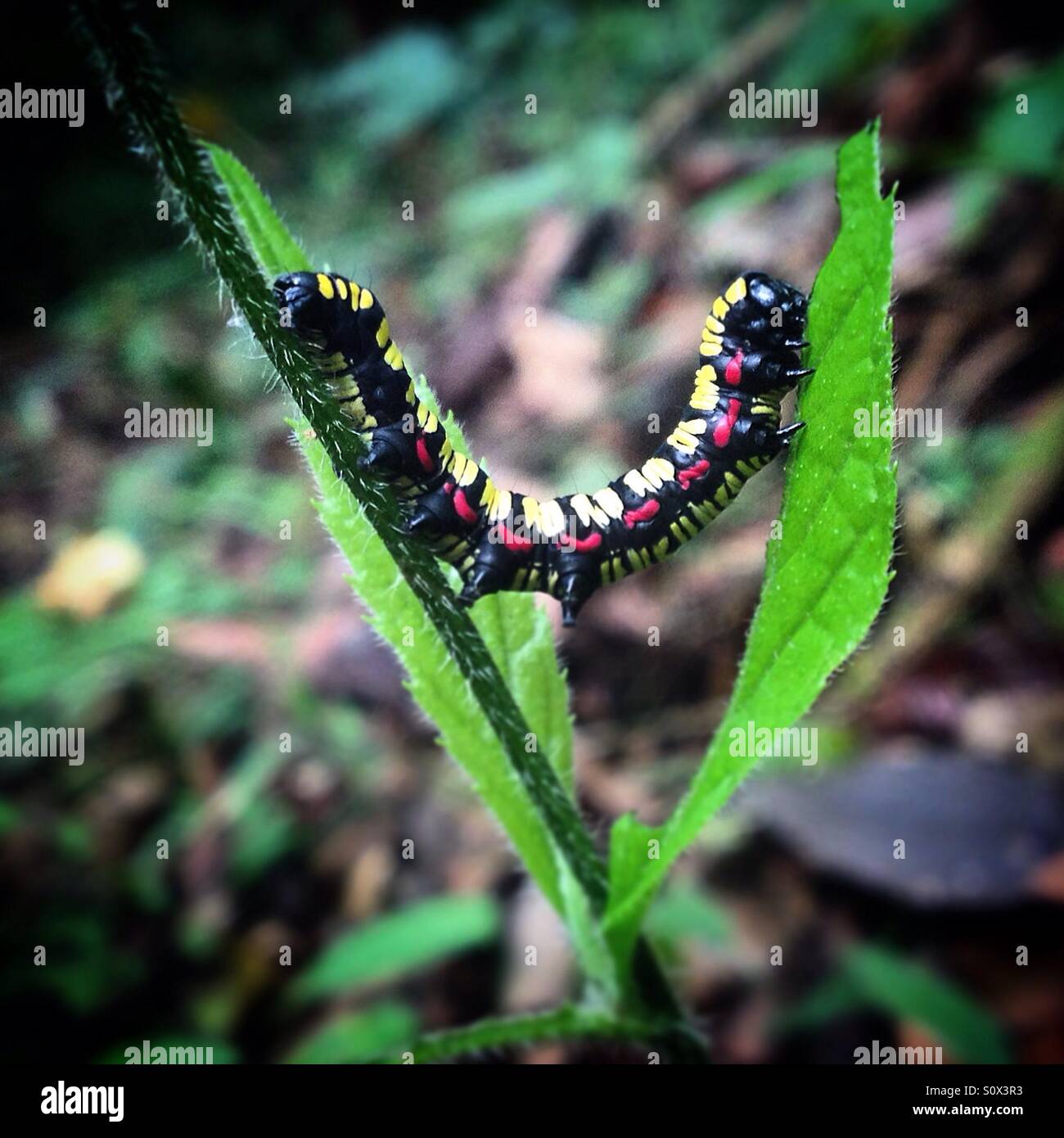 Eine Raupe Perchs eines Werks in El Triunfo Biosphären-Reservat, in Chiapas, Mexiko - Smartphone-aufgenommenes Stockfoto