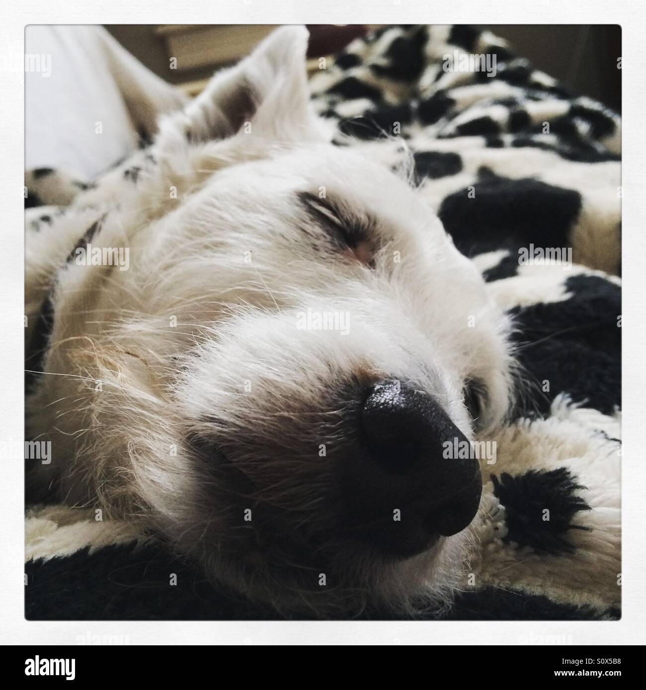 Jack Russell Terrier Gesicht schlafen Stockfoto