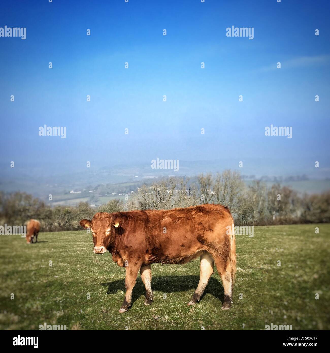 Devon rote Kuh im Feld Stockfoto