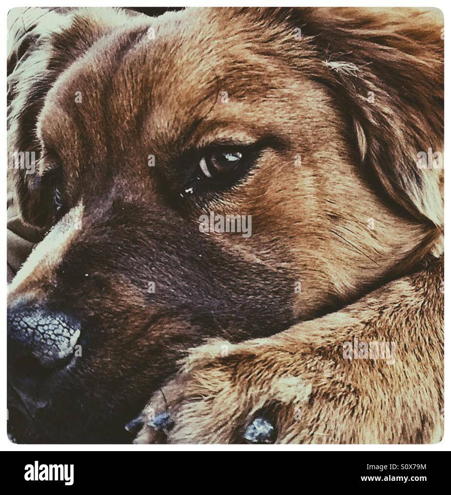 Sechs Monate alten Chow Labrador Welpe Hund. Stockfoto