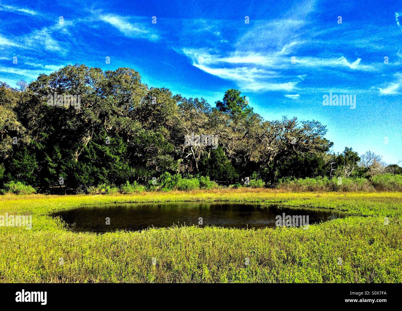 Salz-Sumpf-Teich mit prominenten grünen Rasen im Vordergrund und dramatische blauen Himmel oben, Guana River State Park, Florida, März 2016 Stockfoto