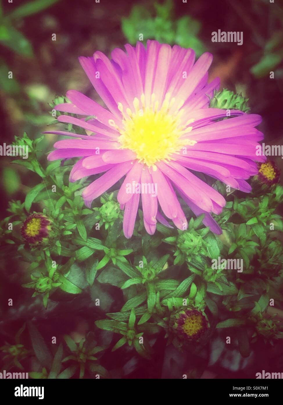 Lila Aster Blumen mit Knospen Stockfoto