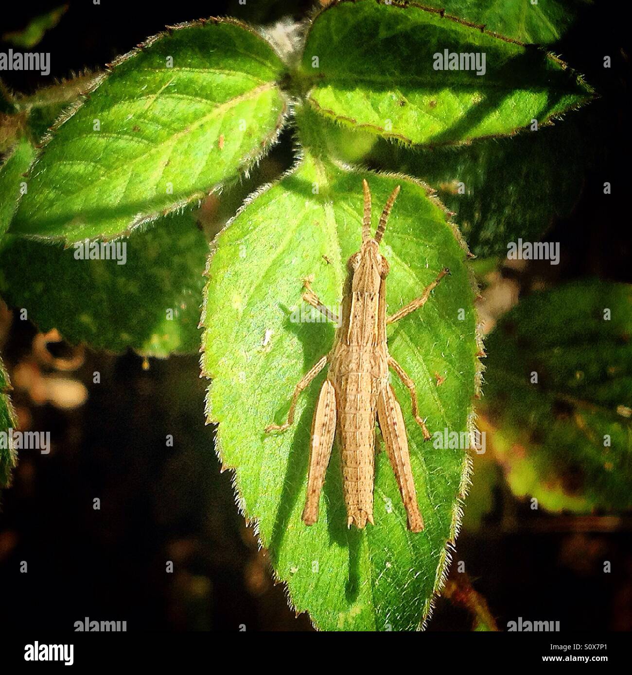 Eine Heuschrecke Perchs eines Werks in El Triunfo Biosphären-Reservat, Chiapas, Mexiko - Smartphone-aufgenommenes Stockfoto