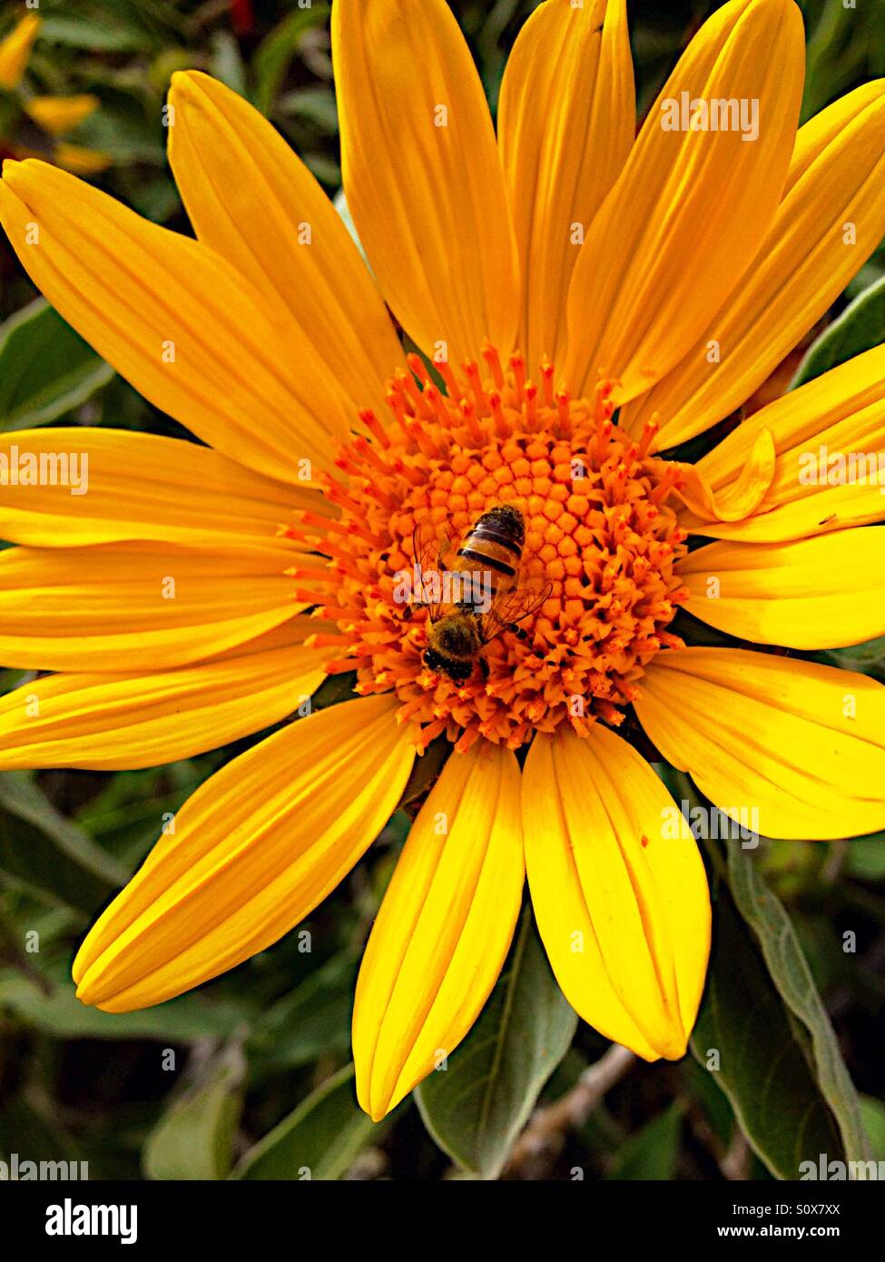 Honigbiene auf gelben Blume - Smartphone-aufgenommenes Stockfoto