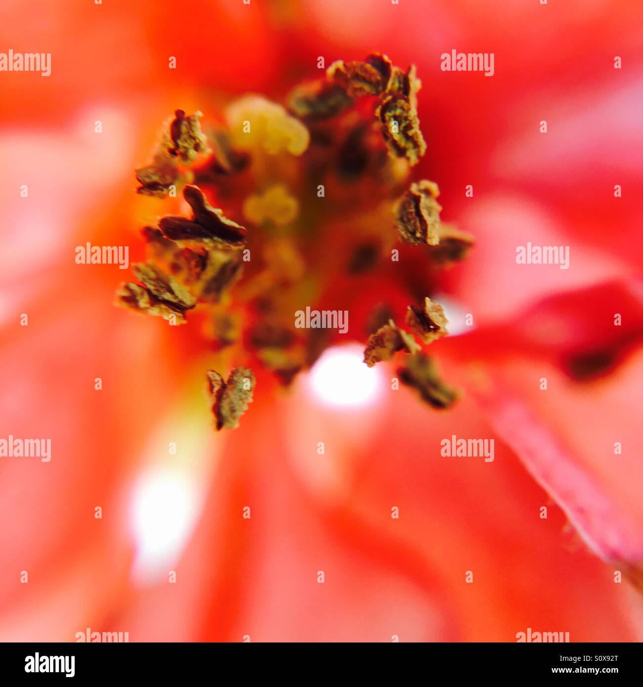 Roten Staubfäden Stockfoto