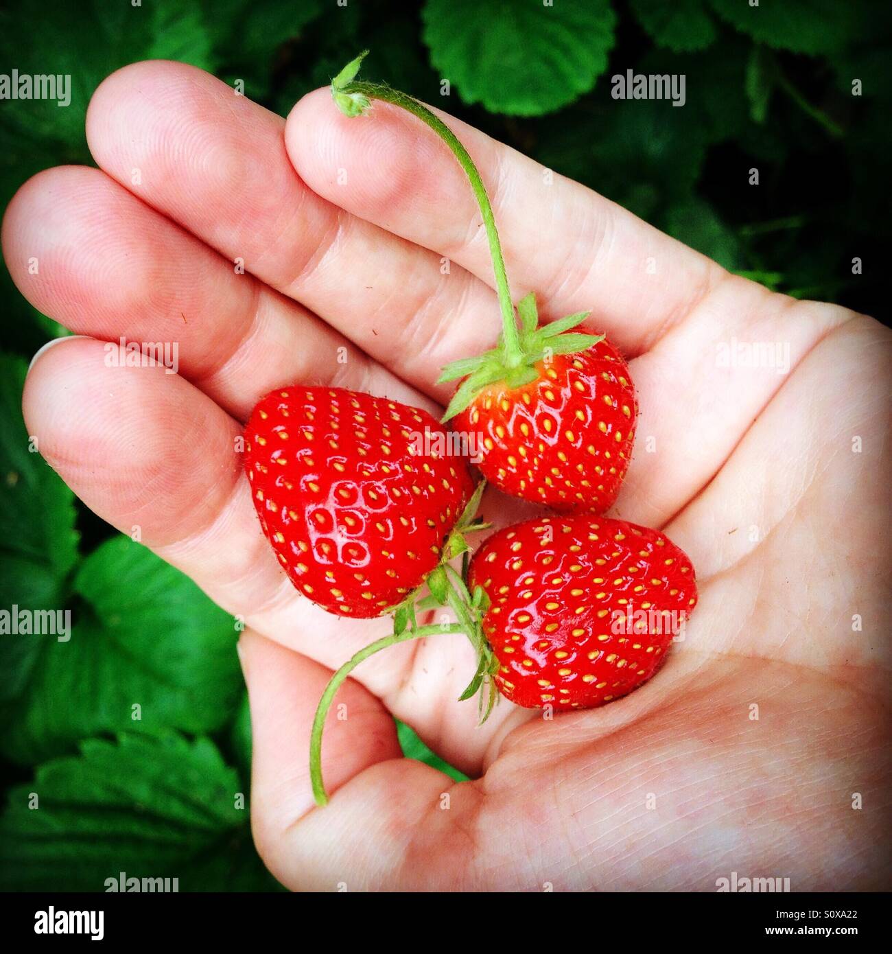 Selbst angebauten Bio-Erdbeeren - Smartphone-aufgenommenes Stockfoto