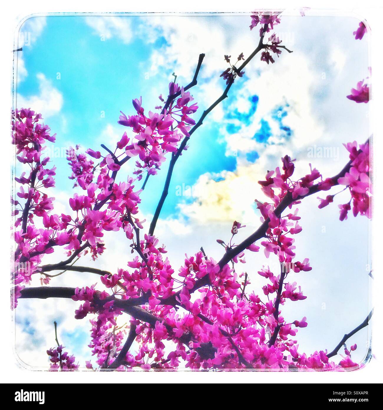 Lila blüten auf einem baum Fotos und Bildmaterial in hoher Auflösung