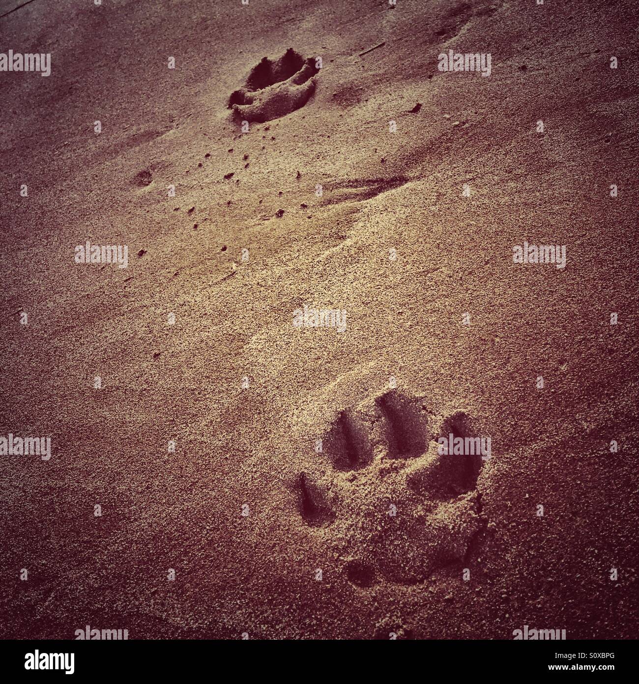 Pfotenabdrücke im sand Stockfoto