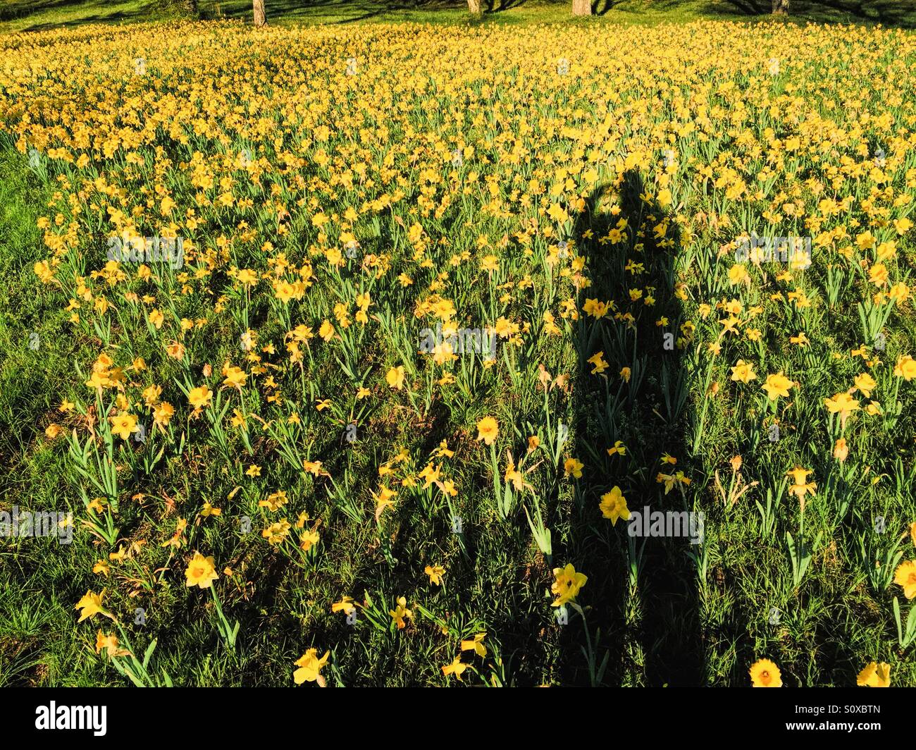 Einen langen Schatten des Fotografen auf ein Beet schöne gelbe Narzisse Blumen. Stockfoto