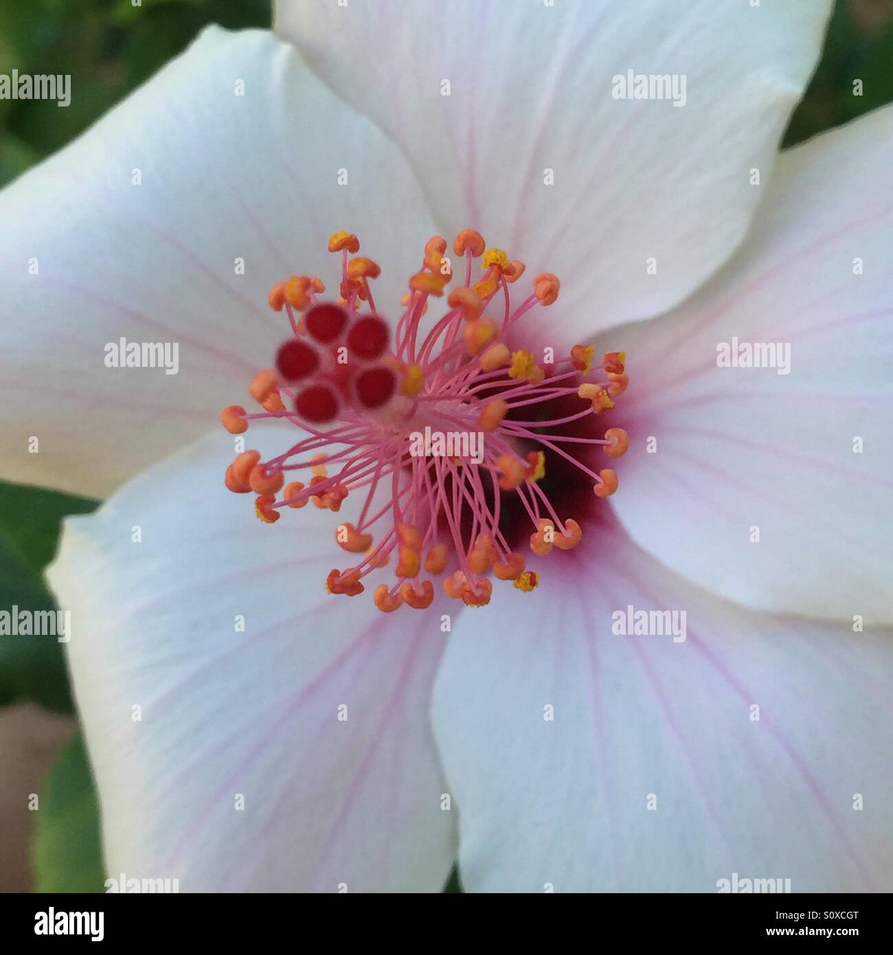 Tropischen Hibiskus Stockfoto