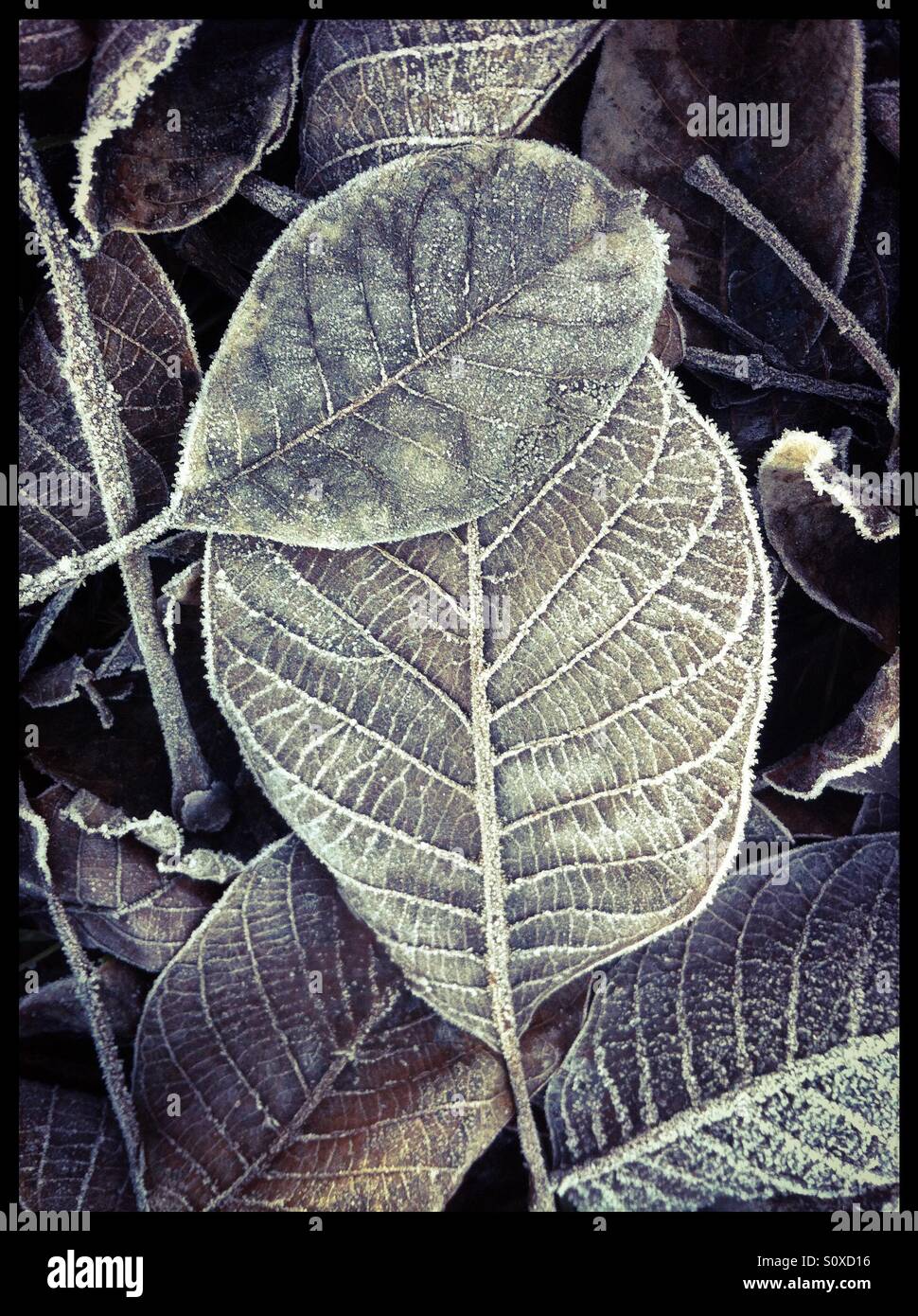 Winter-Blätter Stockfoto
