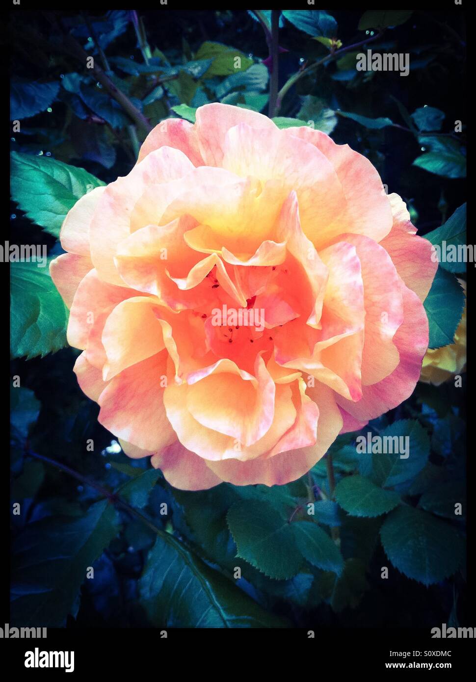 Pfirsich farbigen Rose Stockfoto