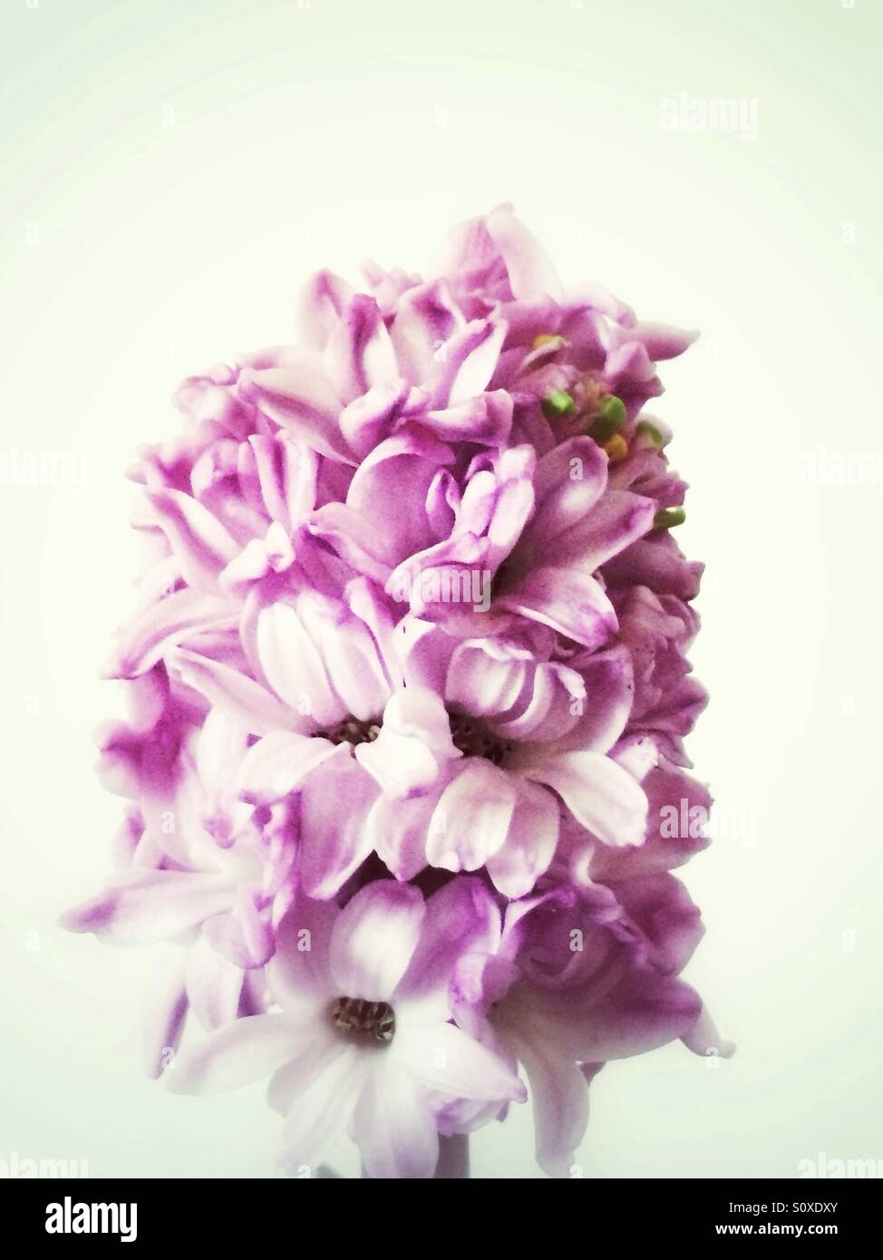 Blüten rosa Hyazinthe Stockfoto