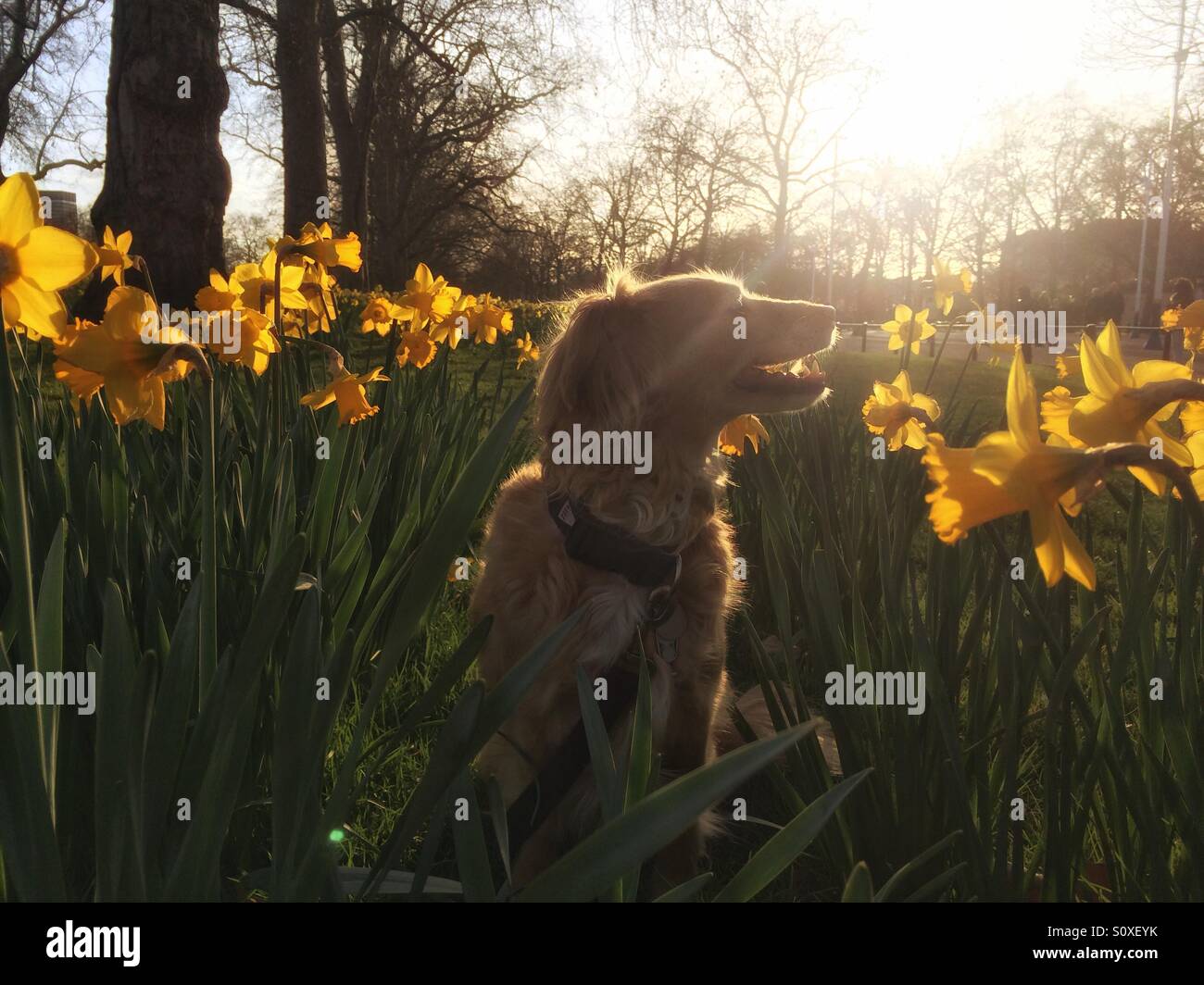 Sprin in London, wo ein Hund den Sonnenuntergang im St. James Park Uhren! Stockfoto