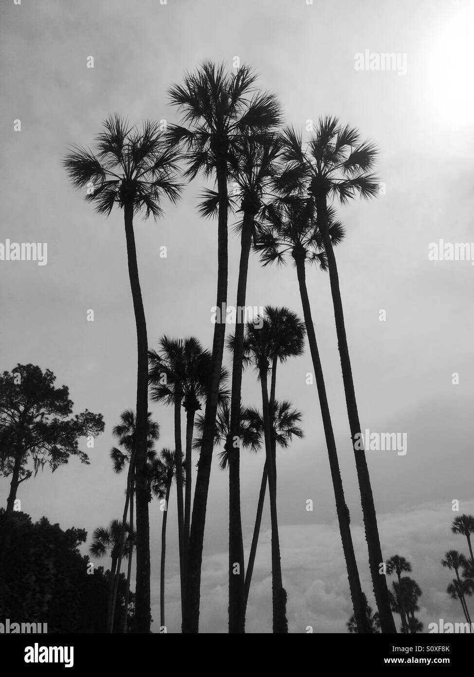 Sabal Palmetto oder Kohl Palmen am Ponte Vedra Beach, Florida, USA. Die Kohlpalme ist Staatsbaum Floridas. Stockfoto