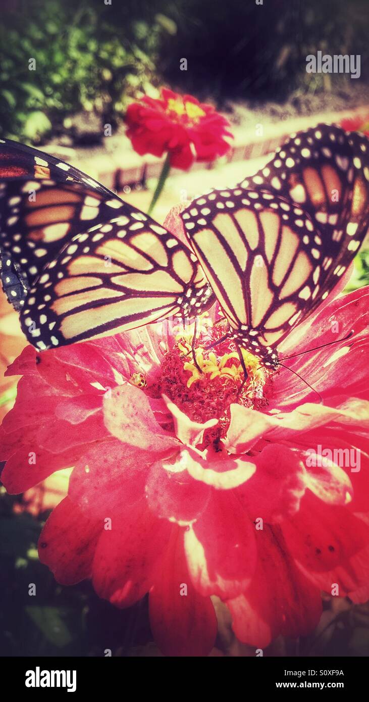 Monarch-Schmetterling auf einer Blume Stockfoto