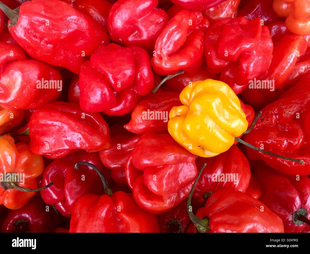 Kleine rote Paprika und einem Hauch von gelb Stockfoto